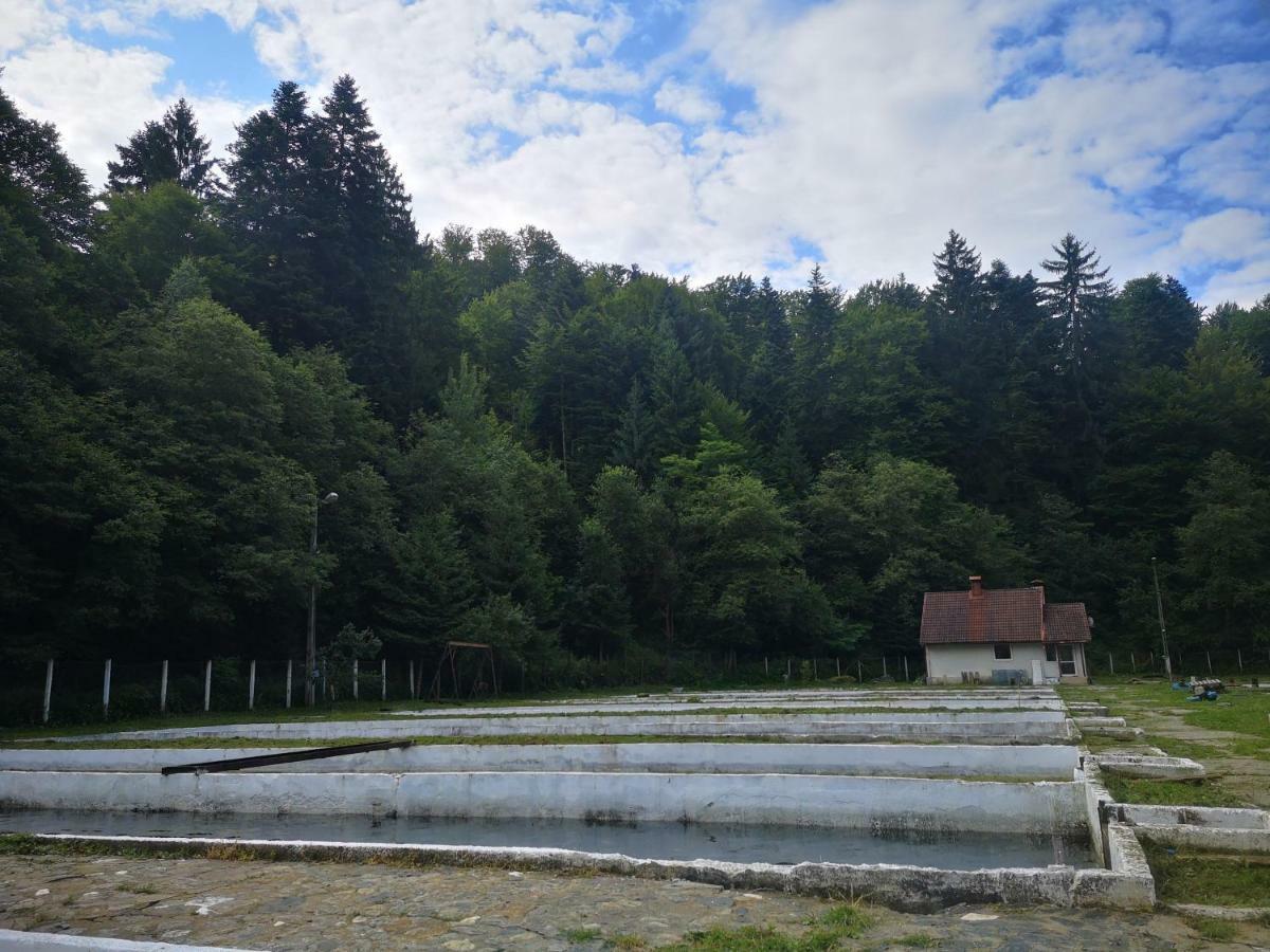 Floarea Reginei Hotell Statiunea Climaterica Sambata Exteriör bild